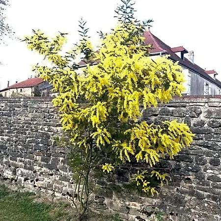 Chez Zoiseau Et Zoiseautte * Chassigny
